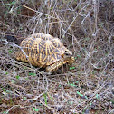 Indian star tortoise
