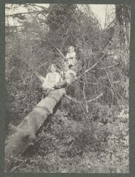 Drie kleine kinderen op een omgevallen boom
