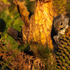 Western Grey Squirrel