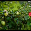 Gravenstein Apple Tree