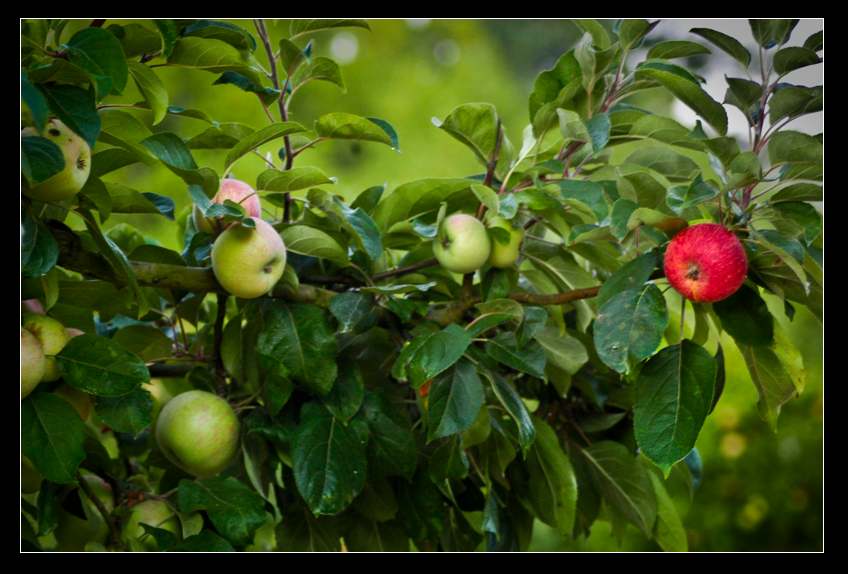 Gravenstein Apple Tree