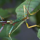 walking stick