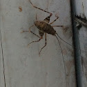 Greenhouse Stone Cricket