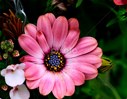 Yummy by John Forrant - Flowers Flowers in the Wild