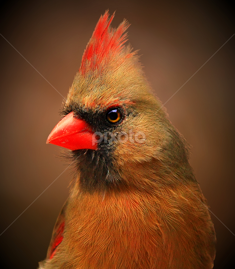 Female Kentucky Cardinal by Paul Mays - Animals Birds