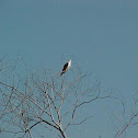 Brahminy Kite Eagle
