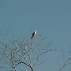 Brahminy Kite Eagle