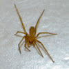 Brown recluse (immature)