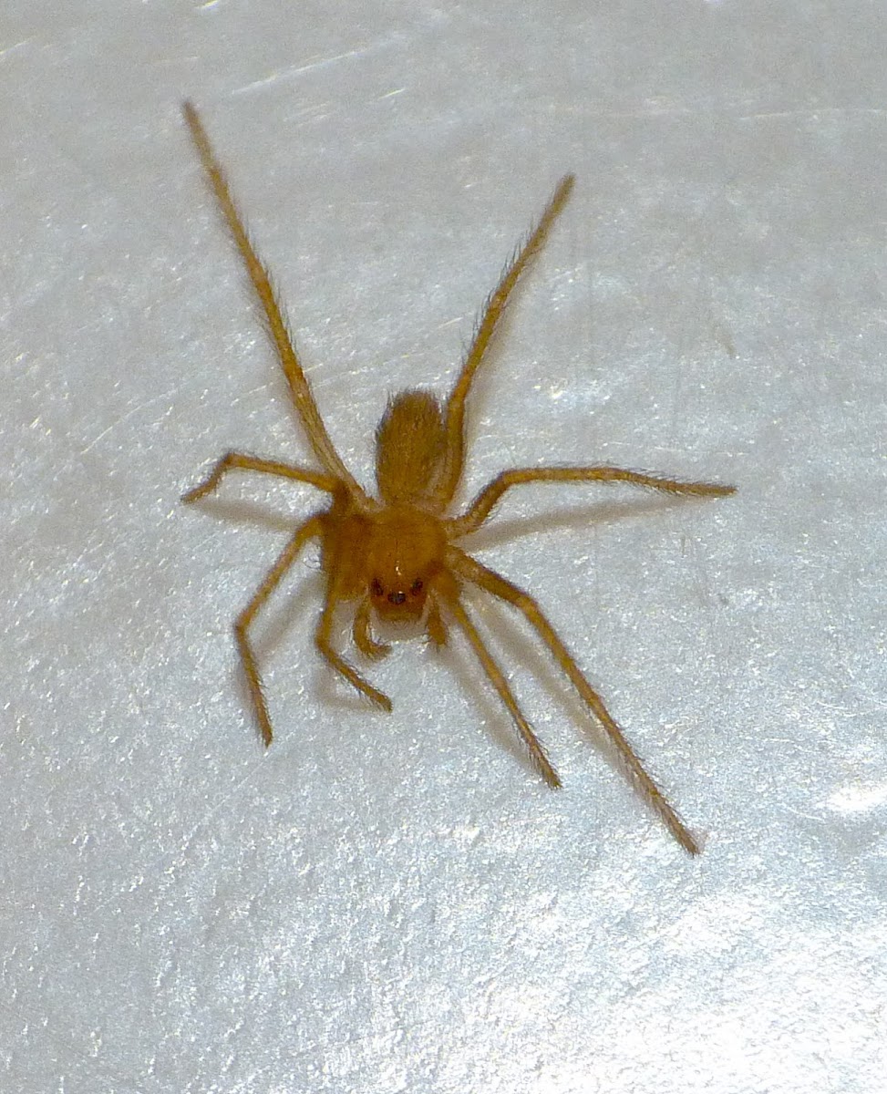 Brown recluse (immature)