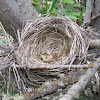 Unknown Bird Nest