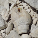 Gastropod fossil