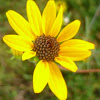 Narrow-leaved Sunflower