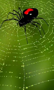 How to get Web with spider free lwp patch 5.2 apk for bluestacks