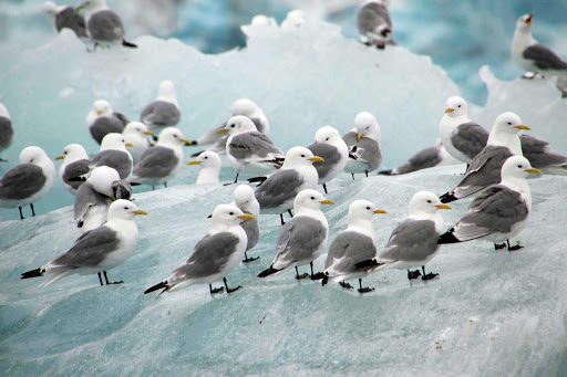 Black legged kittiwake birds are spotted during a G Adventures expedition of Spitsbergen in the Svalbard islands of Norway.