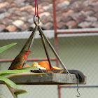 Tangara veranera (Macho Juvenil)   / Summer Tanager (Juvenile male)