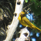 female summer tanager