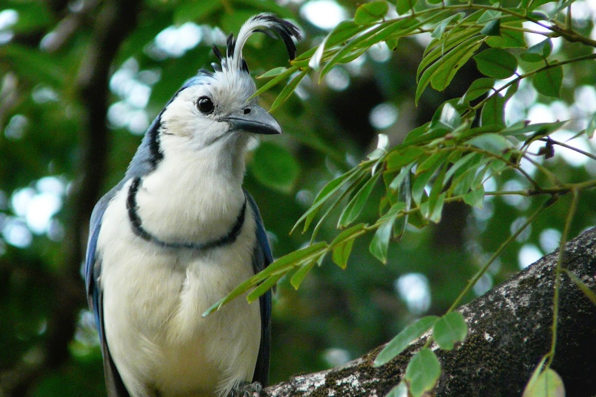 White-throated Magpie-Jay