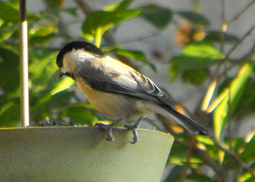 Carolina Chickadee | Project Noah