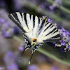 Scarce Swallowtail