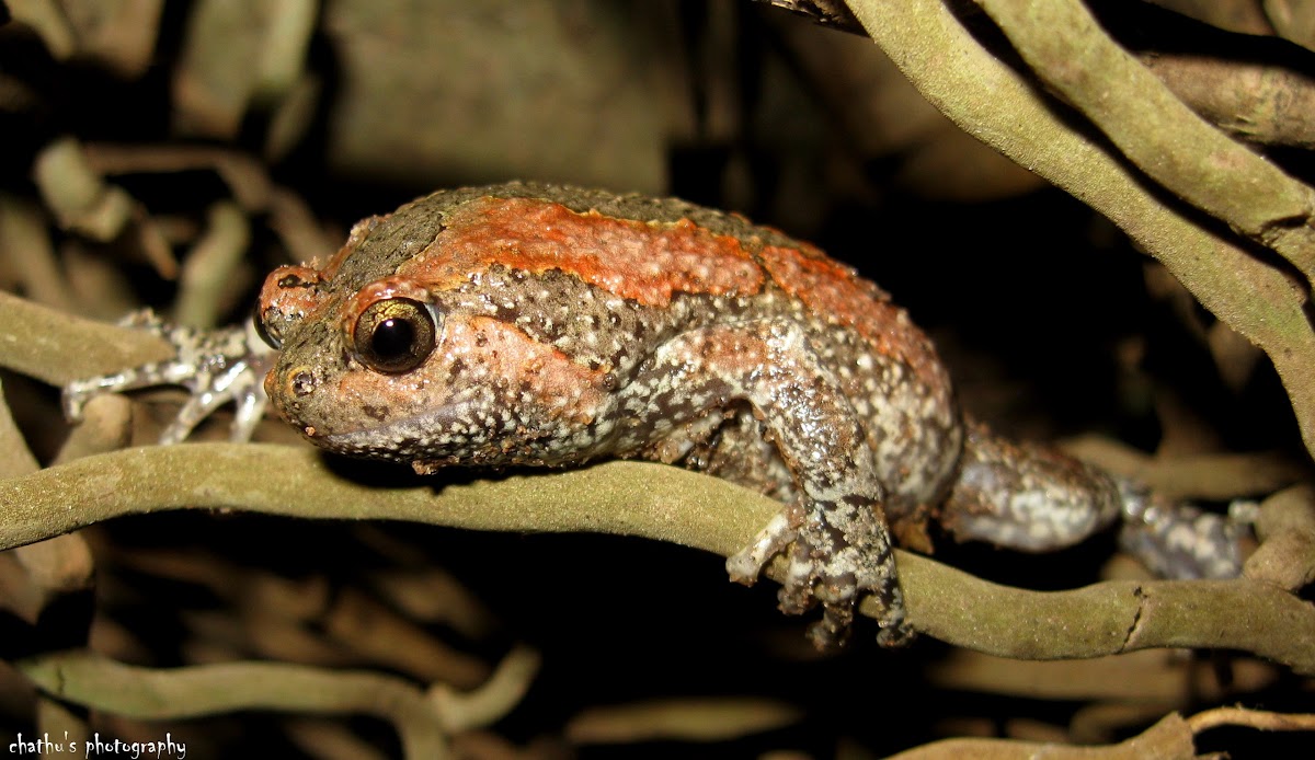 Sri Lankan bullfrog