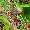 Pennsylvania Grass Spider