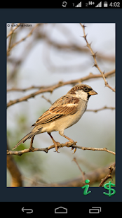 The Birds of India Screenshots 2