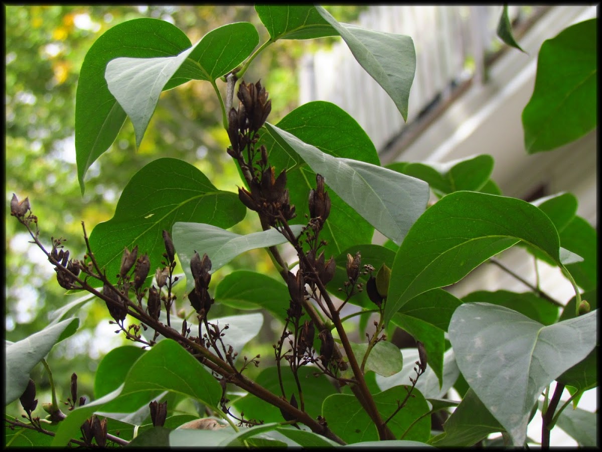 Lilac Bush w/ seed pods