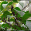 Lilac Bush w/ seed pods