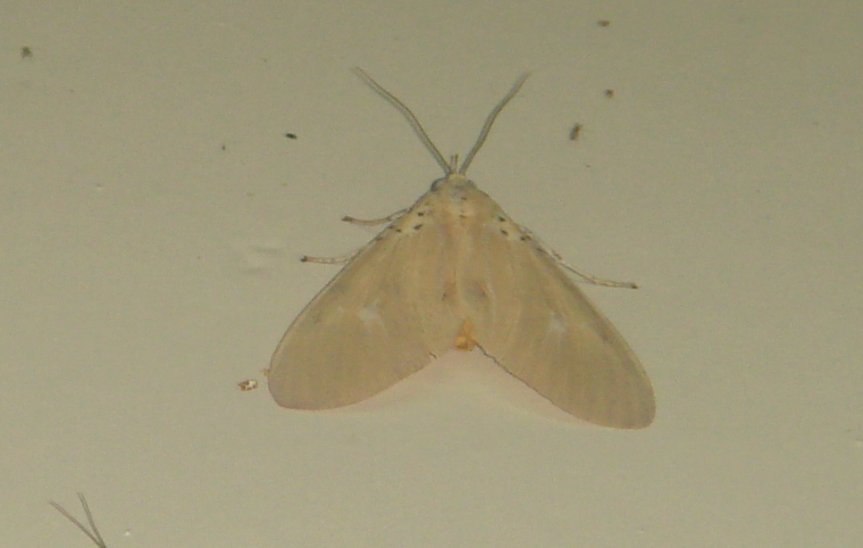 Asota moth