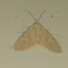 Asota moth