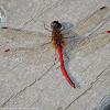 Autumn Meadowhawk dragonfly (male, malformed)