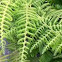 Fern