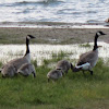 Canadian geese