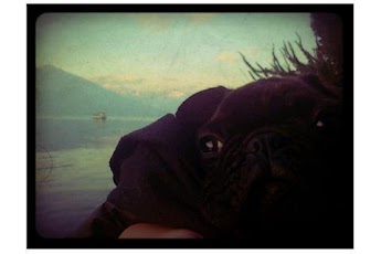 ���� ���������������