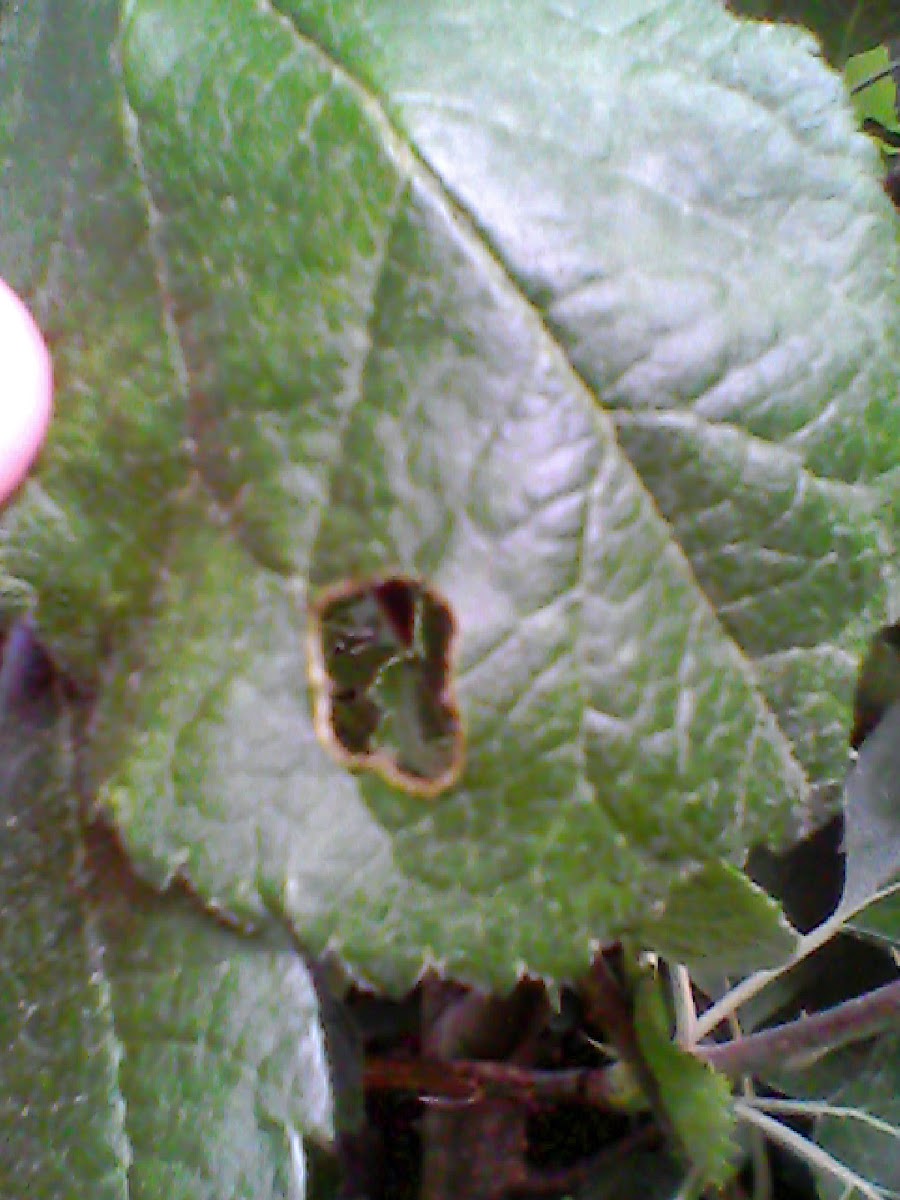 Hole in leaf