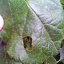 Hole in leaf