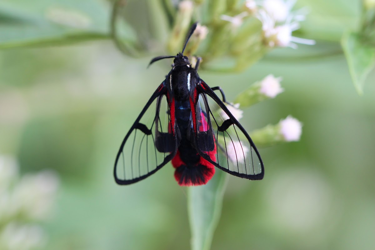 Scarlet-tipped Wasp Mimic
