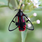 Scarlet-tipped Wasp Mimic