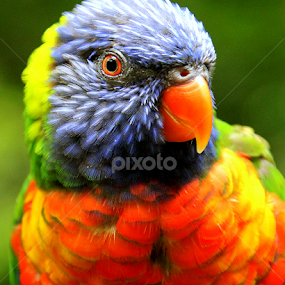 Rainbow Lorikeet by Ralph Harvey - Animals Birds