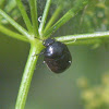 Ebony Bug