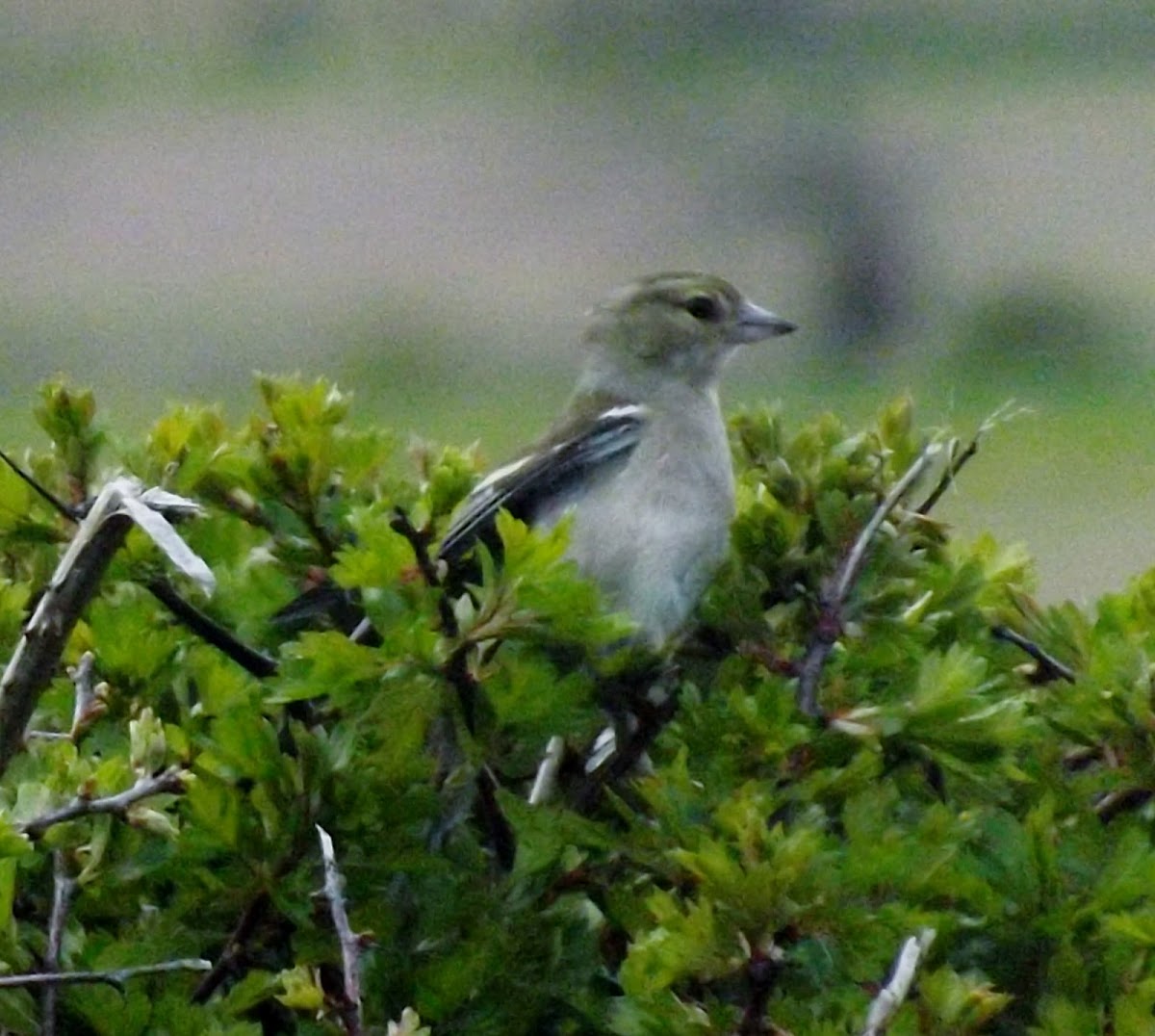 Chaffinch-female