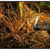 Limpkin