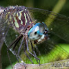 Blue-Eyed Dragonfly