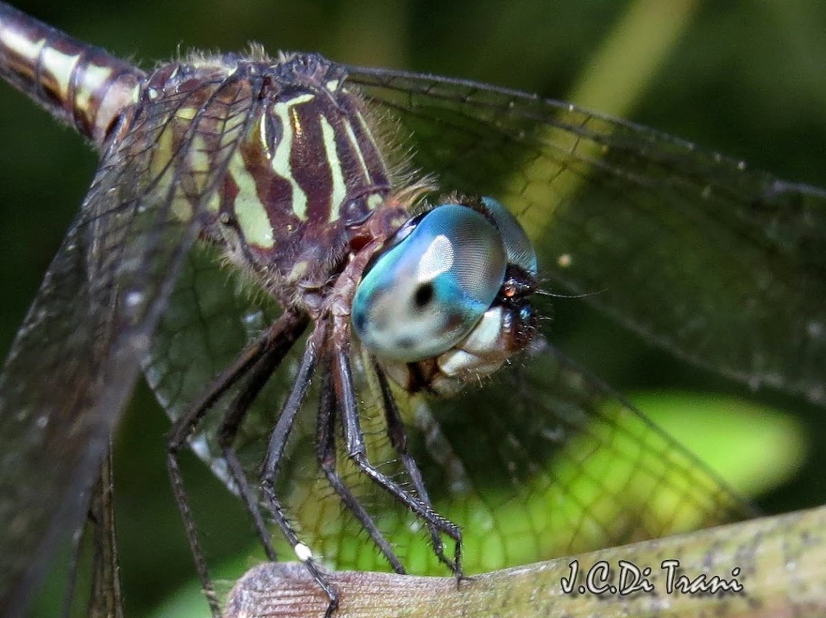 Blue-Eyed Dragonfly