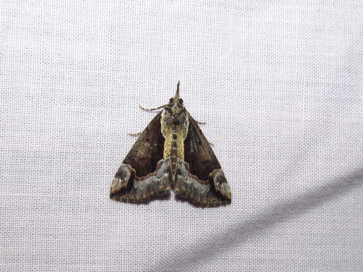 Baltimore Hypena (female)