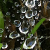 Raindrops on spiderweb
