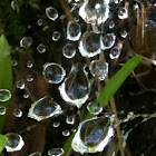 Raindrops on spiderweb