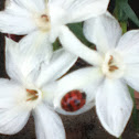 Multicolored Asian Lady Beetle