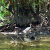 White Ibis