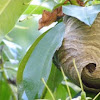 bald faced hornet's nest